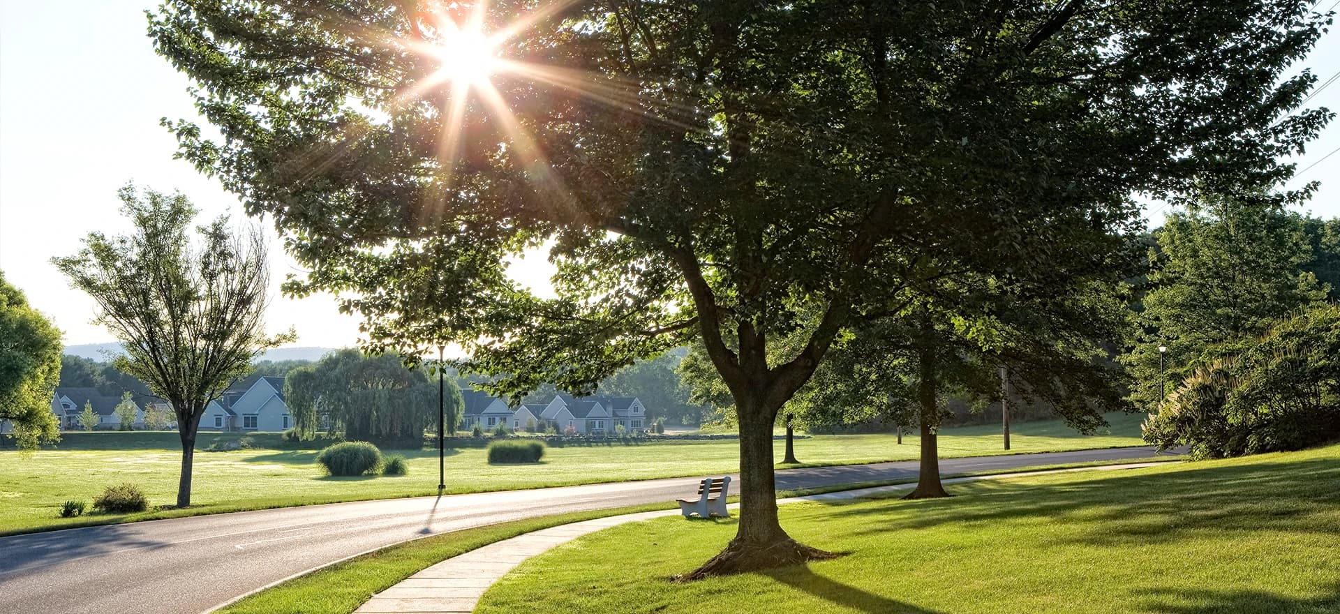 Walking path with sun peering through tree